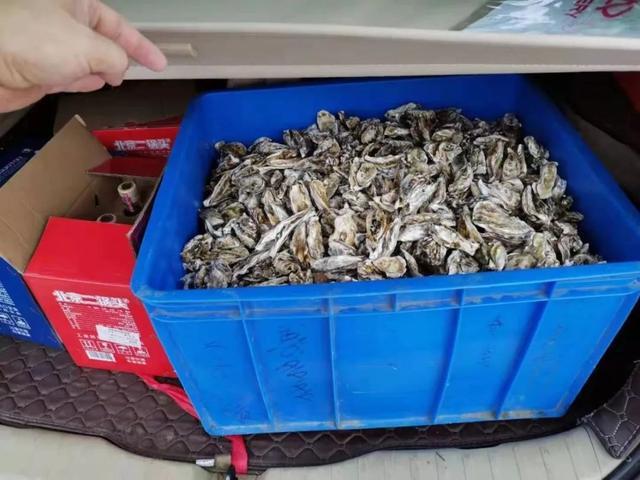 台风过后青岛海滩上全是海鲜
