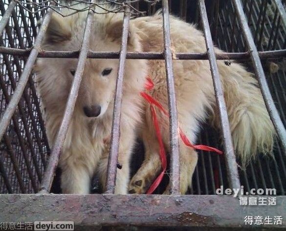 武汉肺炎始发地华南海鲜市场的照片，触目惊心