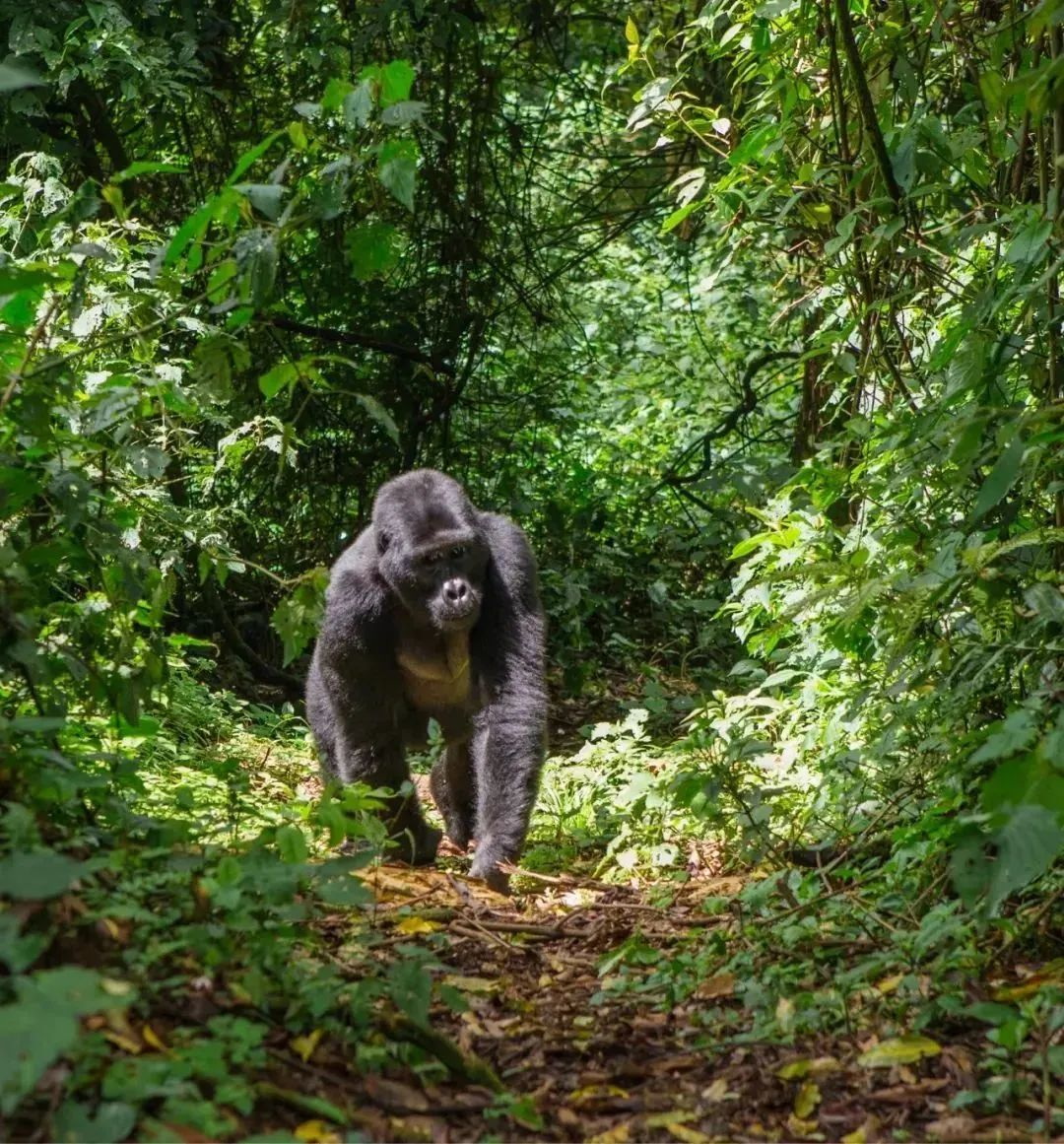 这场能超近距离观看250公斤大猩猩的10天行程，会花掉20万人民币左右的费用，而且真正观赏它们的时间只有一 ...