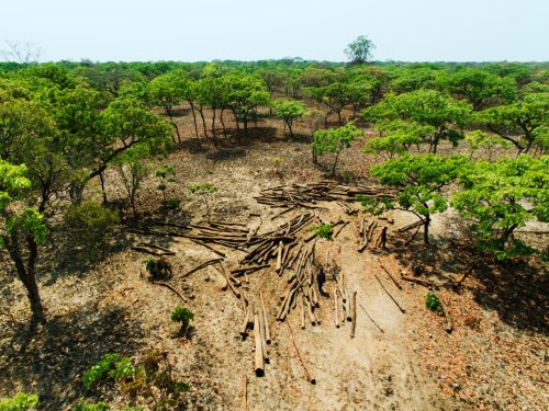 齐塞克迪与COP26东道国英国签署用于减缓非法砍伐的5亿美元一揽子援助计划