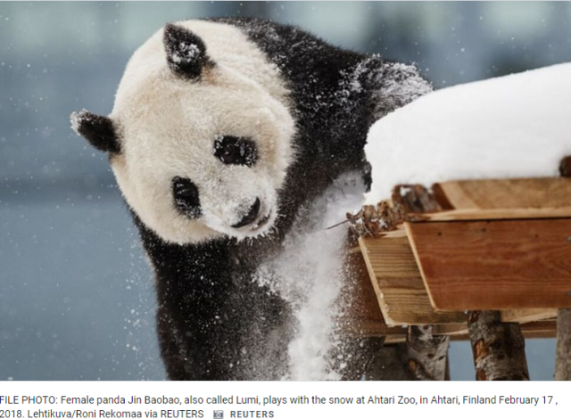 大熊猫“金宝宝” 